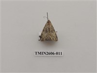 藏品(尺蛾122)的圖片